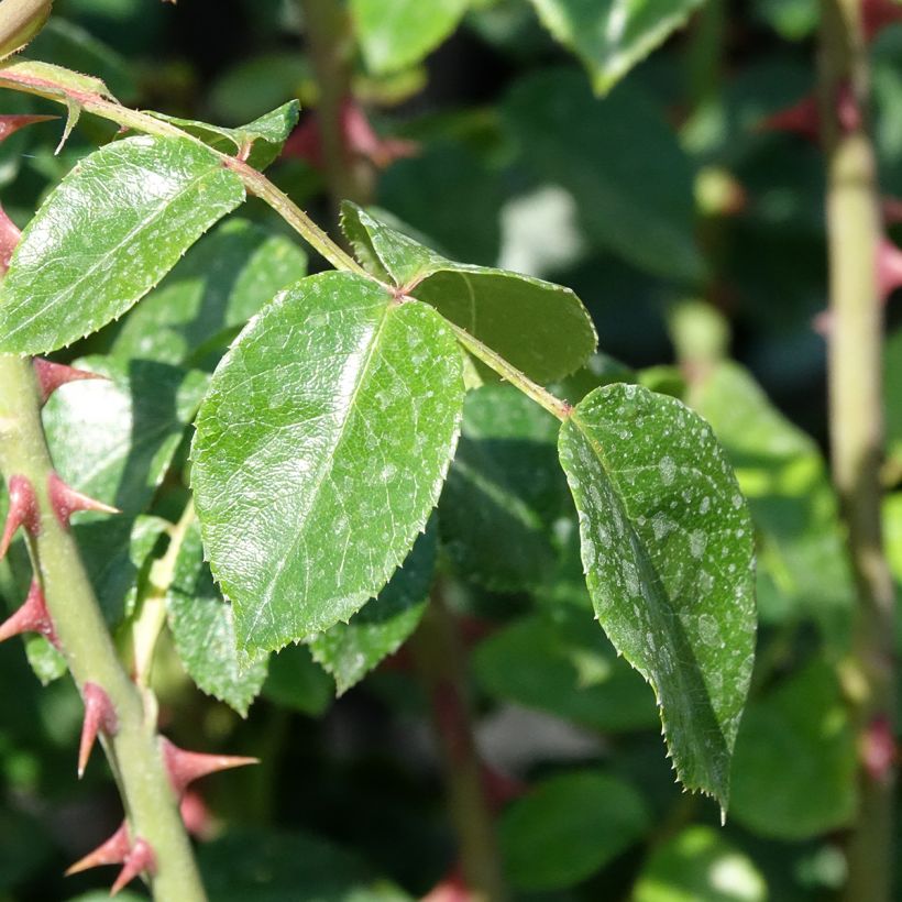 Roseira trepadeira Penny Lane (Folhagem)