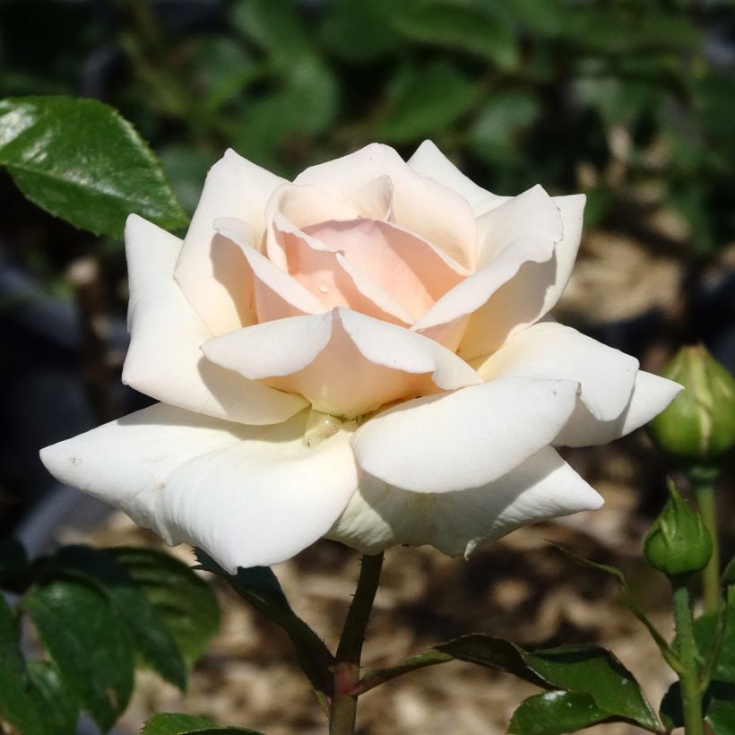Roseira trepadeira Penny Lane (Floração)