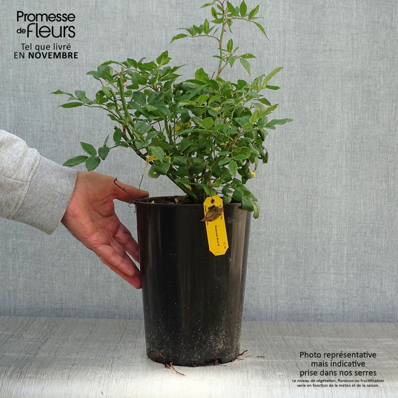 Amostra de Roseira trepadeira Perennial Blue Vaso de 4 L/5 L tal como entregue no outono