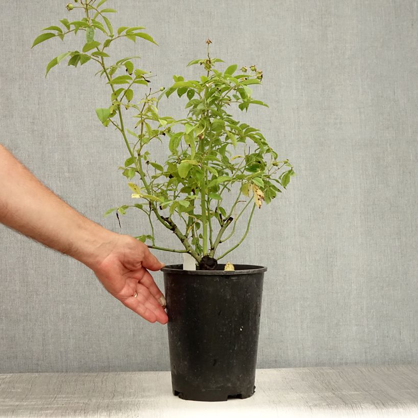 Amostra de Roseira trepadeira Perennial Blue Vaso de 4 L/5 L tal como entregue no verão