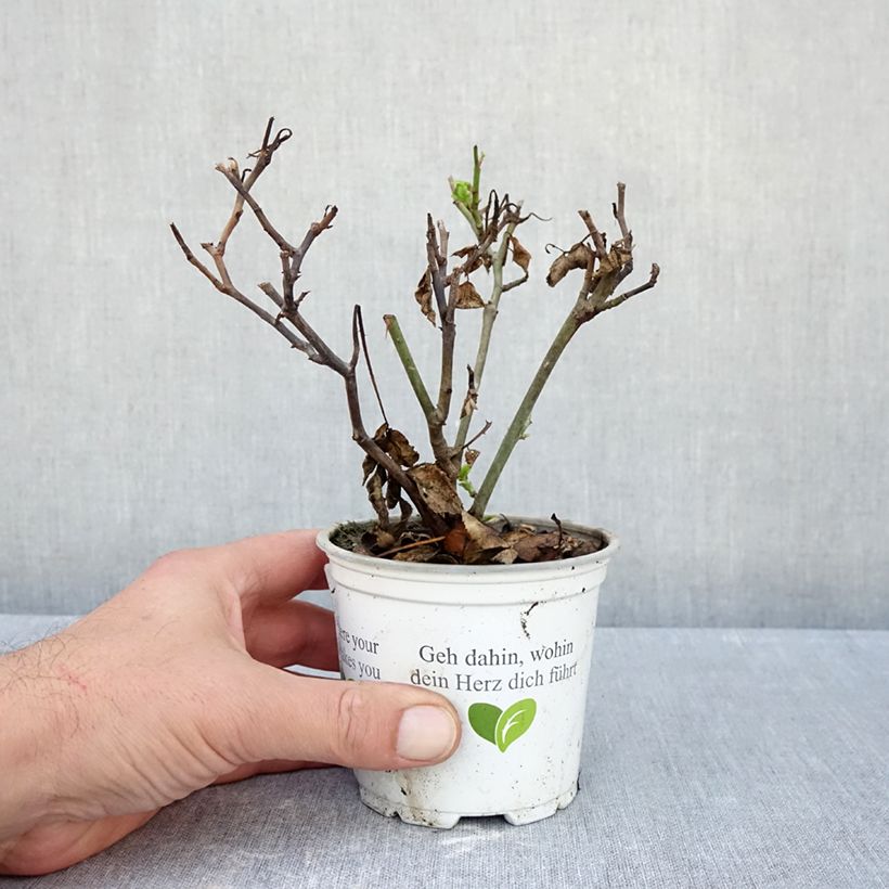 Amostra de Roseira trepadeira Pierre de Ronsard Vaso de 10 cm/11 cm tal como entregue no outono