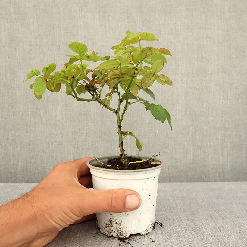 Amostra de Roseira trepadeira Pierre de Ronsard Vaso de 10 cm/11 cm tal como entregue no verão