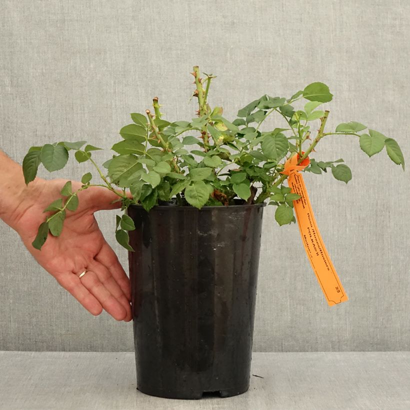 Amostra de Roseira trepadeira Polka Vaso de 4 L/5 L tal como entregue no verão