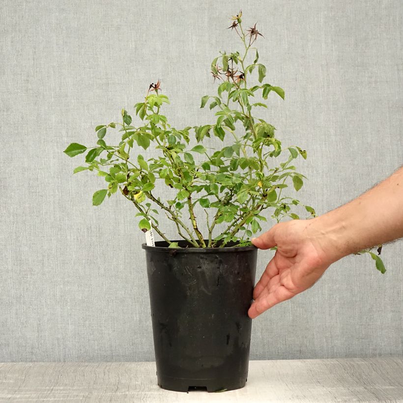 Amostra de Roseira trepadeira Rambling Rosie Vaso de 4 L/5 L tal como entregue no verão