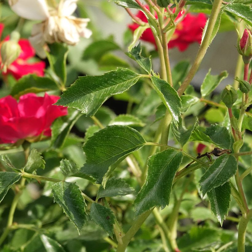 Roseira trepadeira Rambling Rosie (Folhagem)