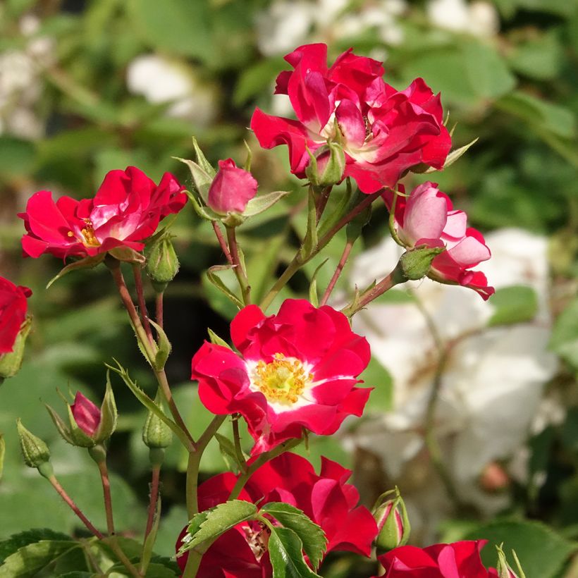 Roseira trepadeira Rambling Rosie (Floração)