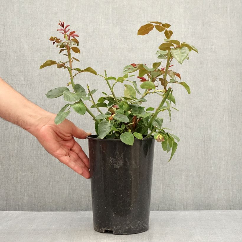 Amostra de Roseira trepadeira Red Eden Vaso de 4 L/5 L tal como entregue no verão