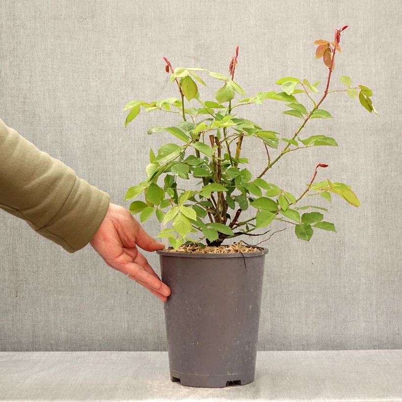 Amostra de Roseira trepadeira King of Siam Vaso de 4 L/5 L tal como entregue na primavera