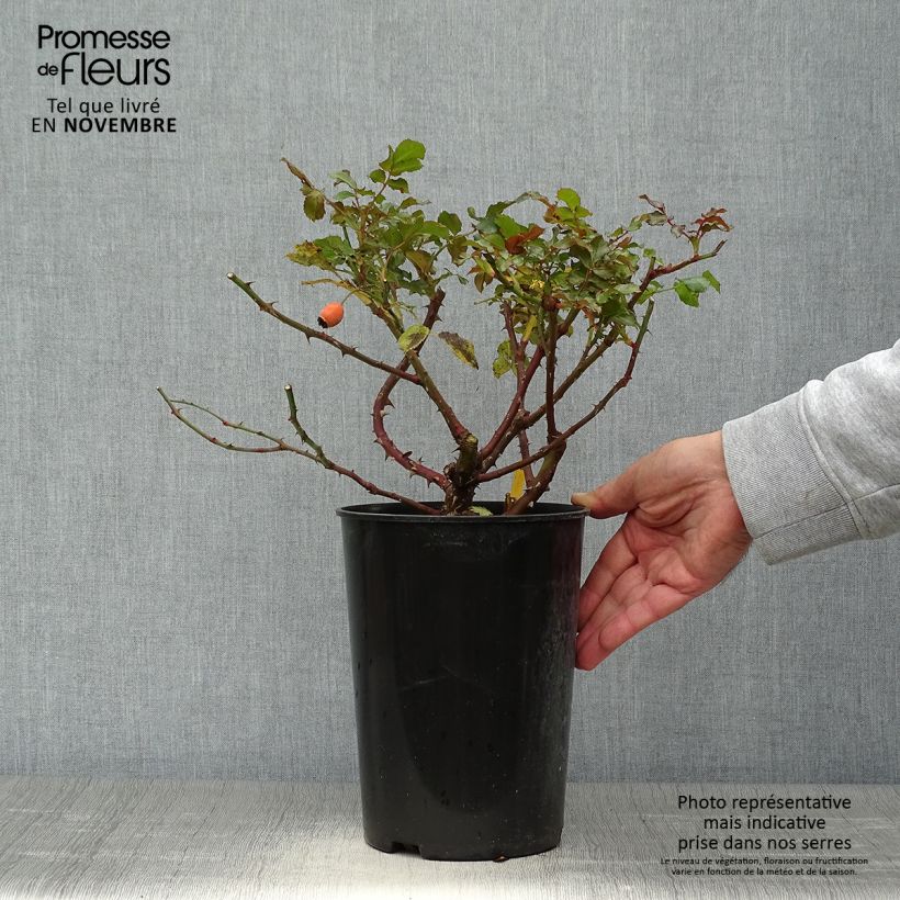 Amostra de Roseira trepadeira Rosarium Uetersen Vaso de 4 L/5 L tal como entregue no outono