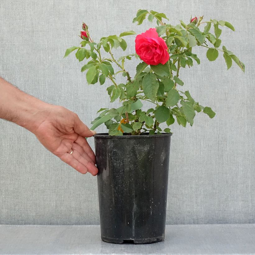 Amostra de Roseira trepadeira Rosarium Uetersen Vaso de 4 L/5 L tal como entregue no verão