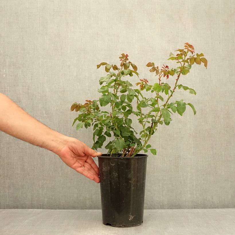 Amostra de Roseira trepadeira Rose de Tolbiac Vaso de 4 L/5 L tal como entregue no verão