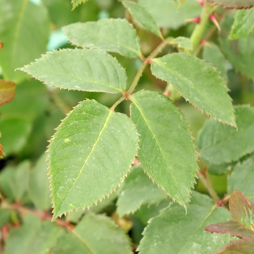 Roseira trepadeira Rose de Tolbiac (Folhagem)