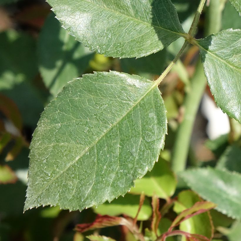 Roseira trepadeira Sabrina (Folhagem)