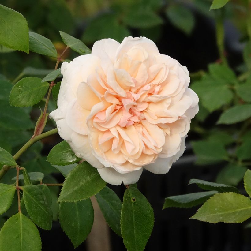 Roseira trepadeira Sabrina (Floração)