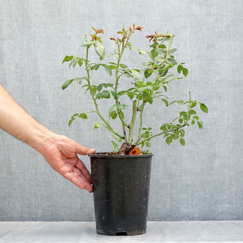 Amostra de Rosier grimpant Sabrina Vaso de 4 L/5 L tal como entregue no verão