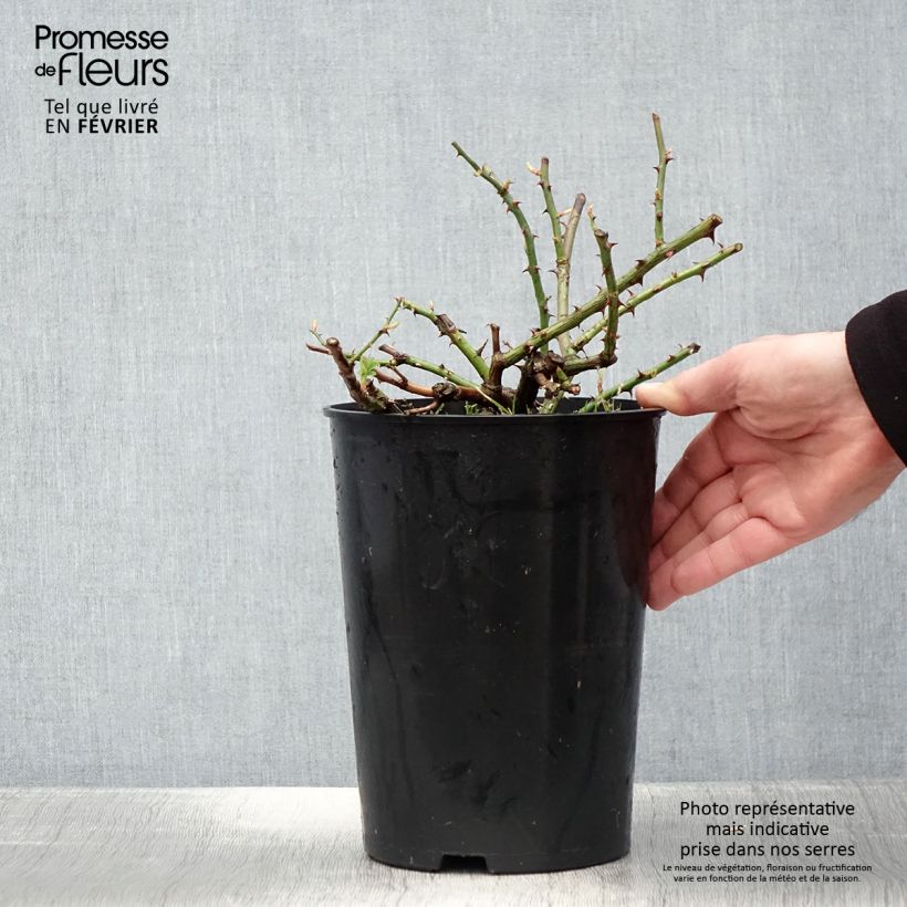 Amostra de Rosier grimpant Seagull Vaso de 4 L/5 L tal como entregue no inverno