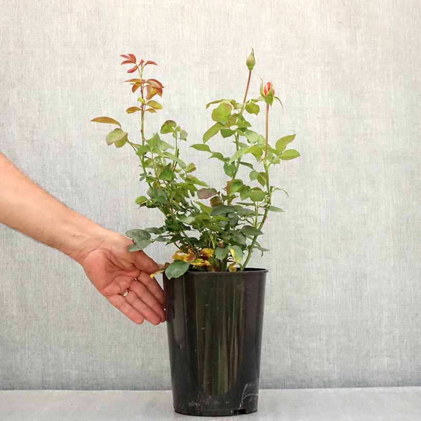Amostra de Roseira trepadeira Shining Beauty - Rosa Vaso de 4 L/5 L tal como entregue no verão
