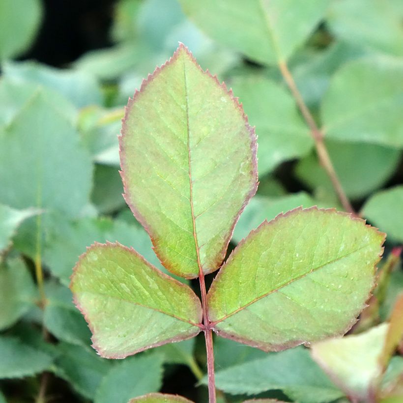 Roseira trepadeira Shining Beauty - Rosa (Folhagem)