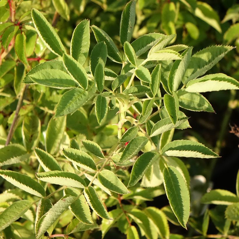 Roseira trepadeira Crimson Siluetta (Folhagem)