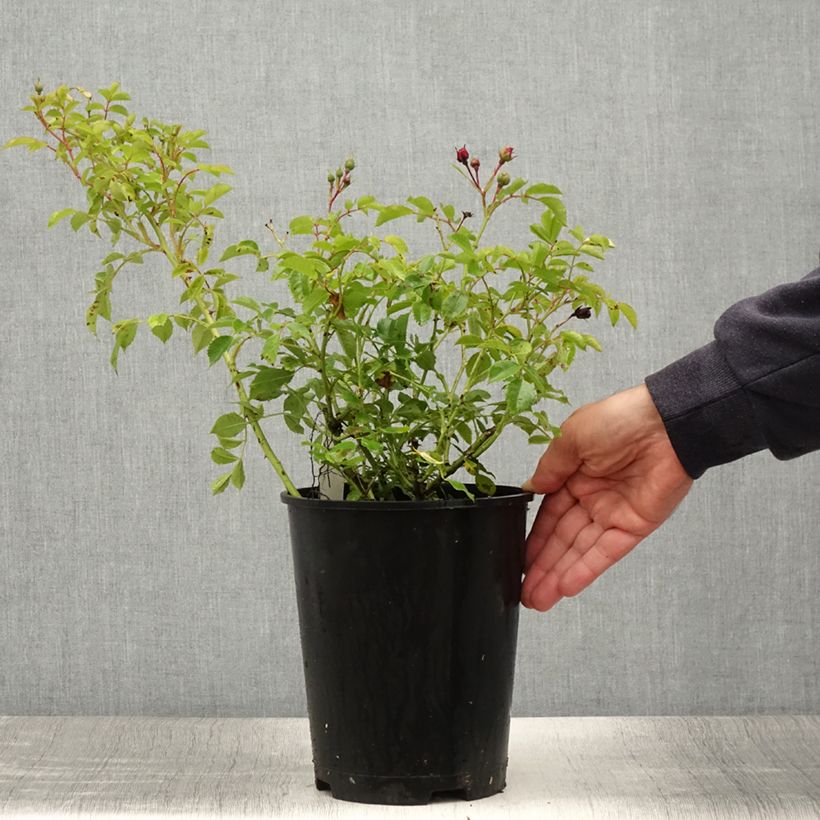 Amostra de Roseira trepadeira Crimson Siluetta Vaso de 4 L/5 L tal como entregue no verão