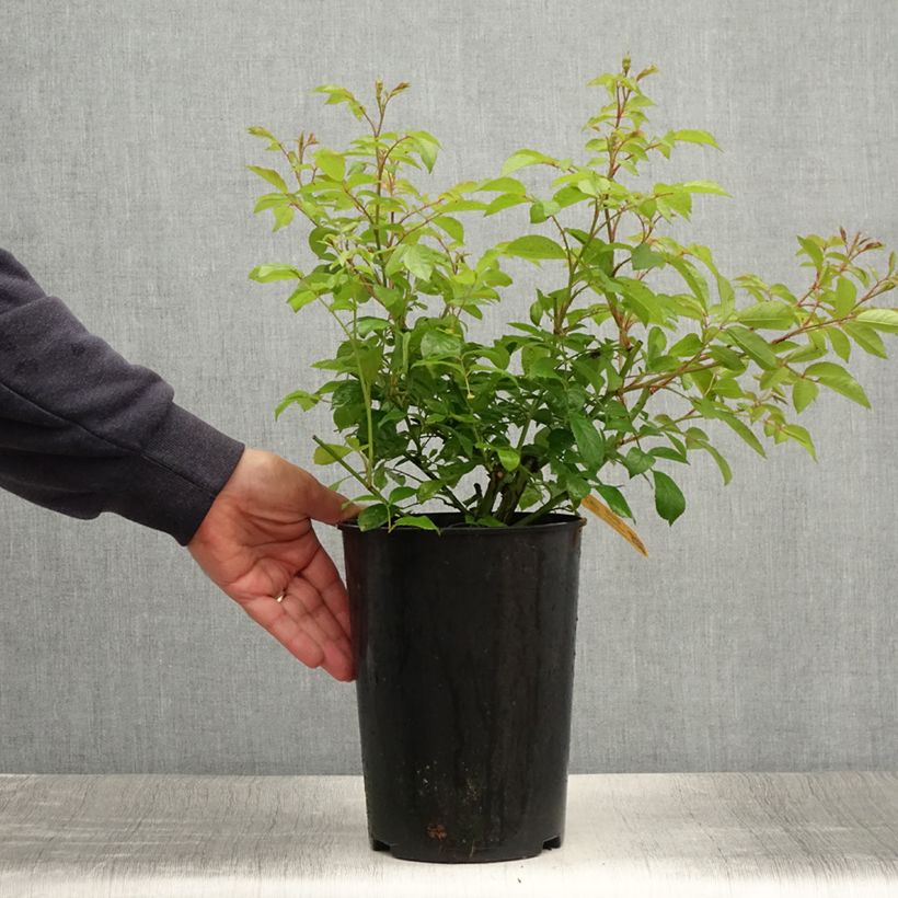 Amostra de Roseira trepadeira Lavender Siluetta Vaso de 4 L/5 L tal como entregue no verão