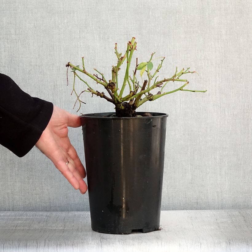 Amostra de Rosier grimpant Siluetta Lavender Vaso de 4 L/5 L tal como entregue no inverno