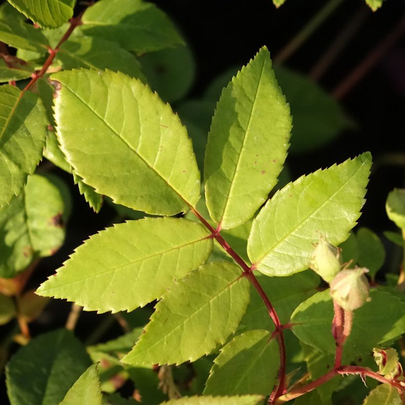 Roseira trepadeira Romantic Siluetta (Folhagem)