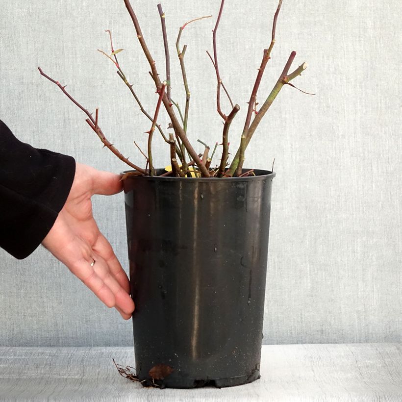 Amostra de Roseira trepadeira Romantic Siluetta Vaso de 4 L/5 L tal como entregue no inverno