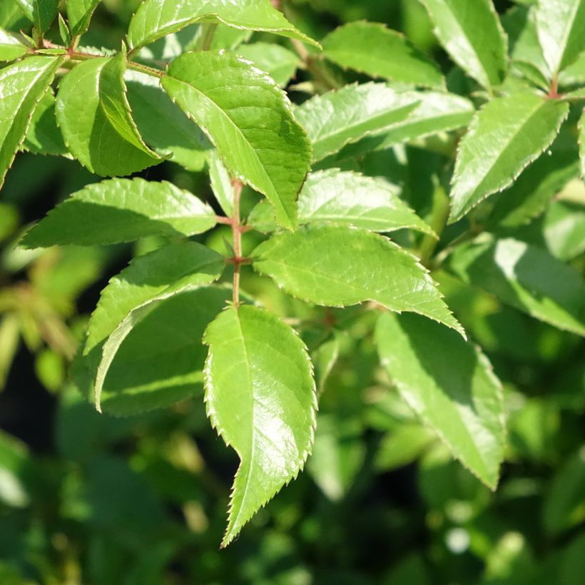 Roseira trepadeira Sunny Siluetta (Folhagem)