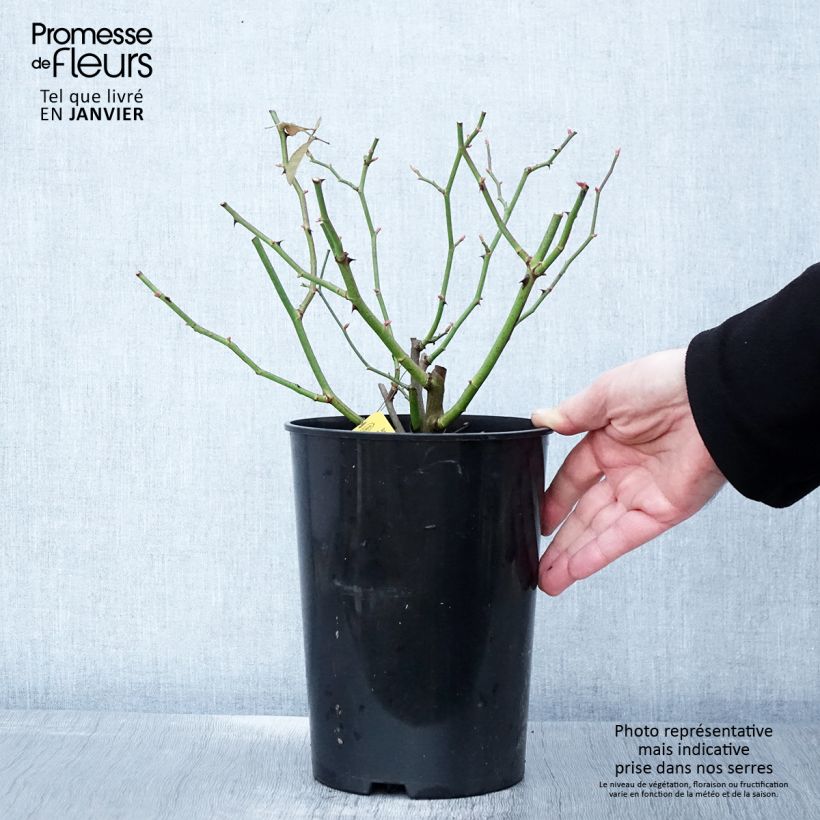 Amostra de Rosier grimpant Siluetta Sunny Vaso de 4 L/5 L tal como entregue no inverno