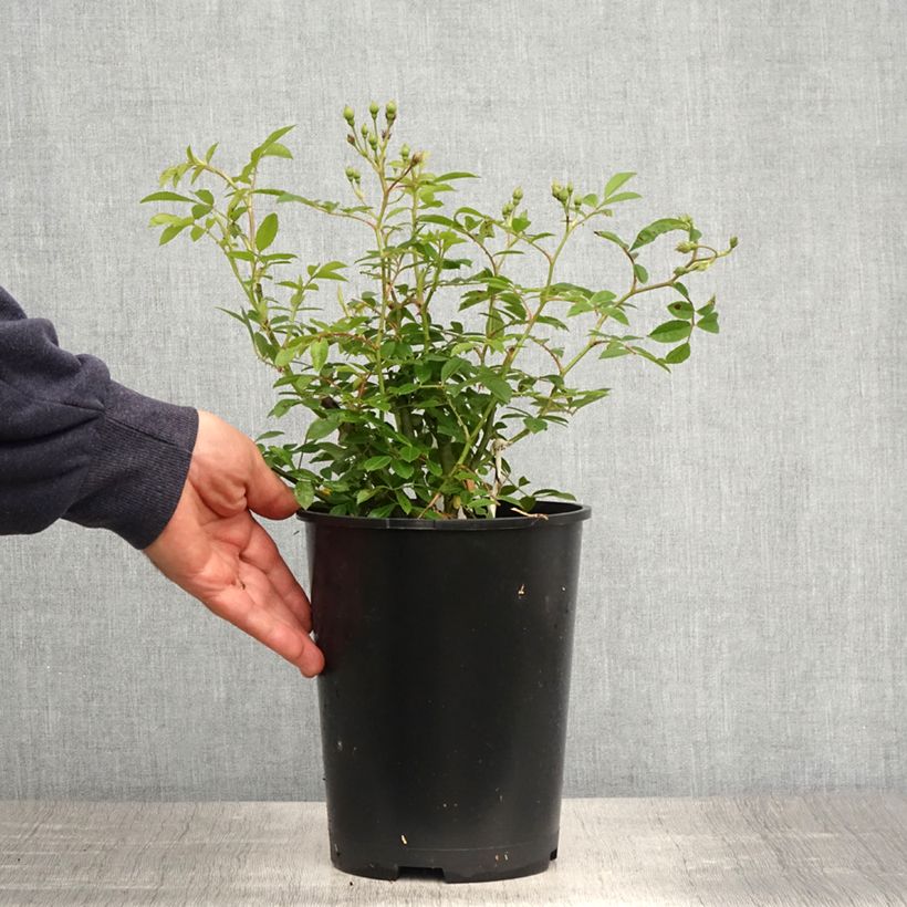 Amostra de Roseira trepadeira Sunny Siluetta Vaso de 4 L/5 L tal como entregue na primavera