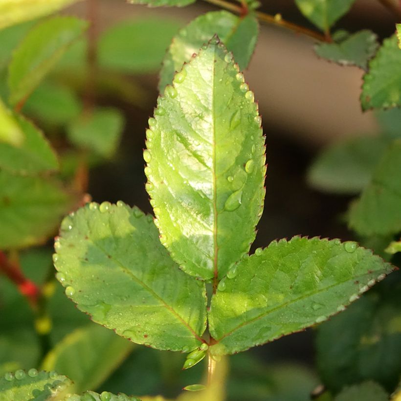 Roseira trepadeira Sweet Siluetta (Folhagem)