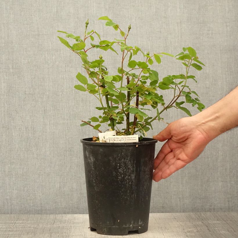 Amostra de Roseira trepadeira Sourire d'Isabelle Vaso de 4 L/5 L tal como entregue na primavera