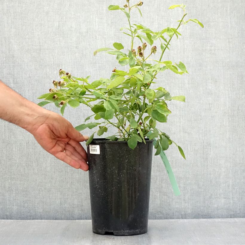 Amostra de Roseira trepadeira Sourire d'Orchidée Vaso de 4 L/5 L tal como entregue no verão