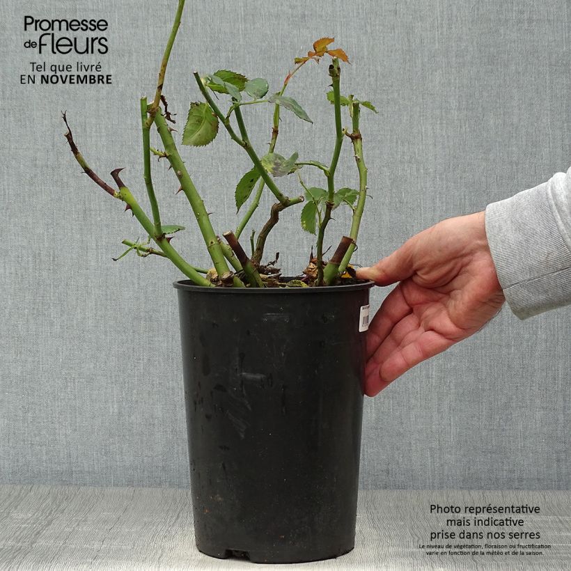 Amostra de Roseira trepadeira Sympathie Vaso de 4 L/5 L tal como entregue no outono