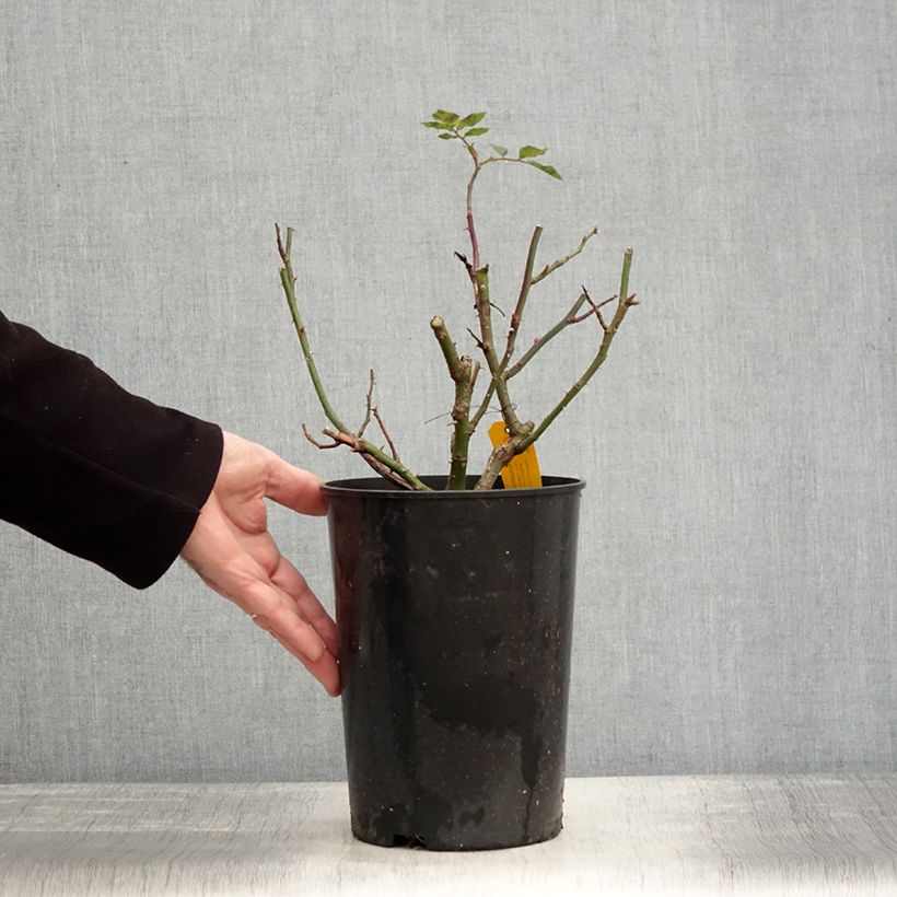 Amostra de Roseira trepadeira Sympathie Vaso de 4 L/5 L tal como entregue no inverno