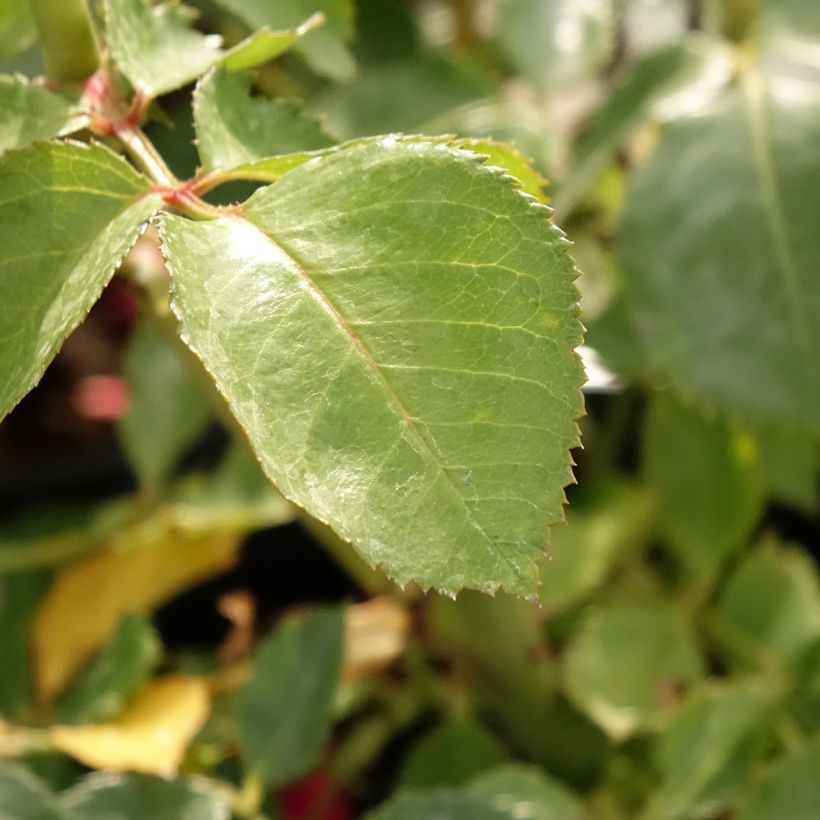 Roseira trepadeira Sympathie (Folhagem)