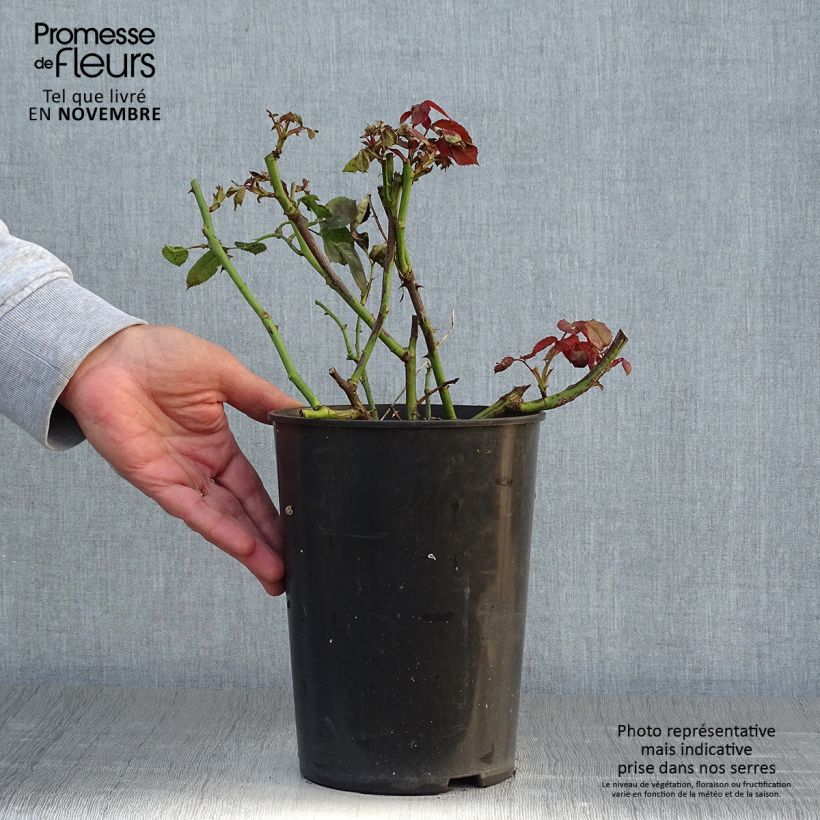 Amostra de Rosier grimpant That's Jazz Pot de 4L/5L tal como entregue no outono