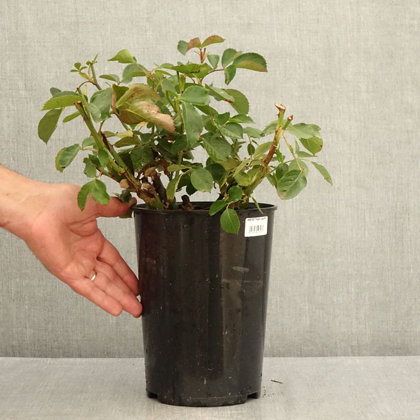 Amostra de Roseira trepadeira That's Jazz - Rosa Vaso de 4 L/5 L tal como entregue no verão