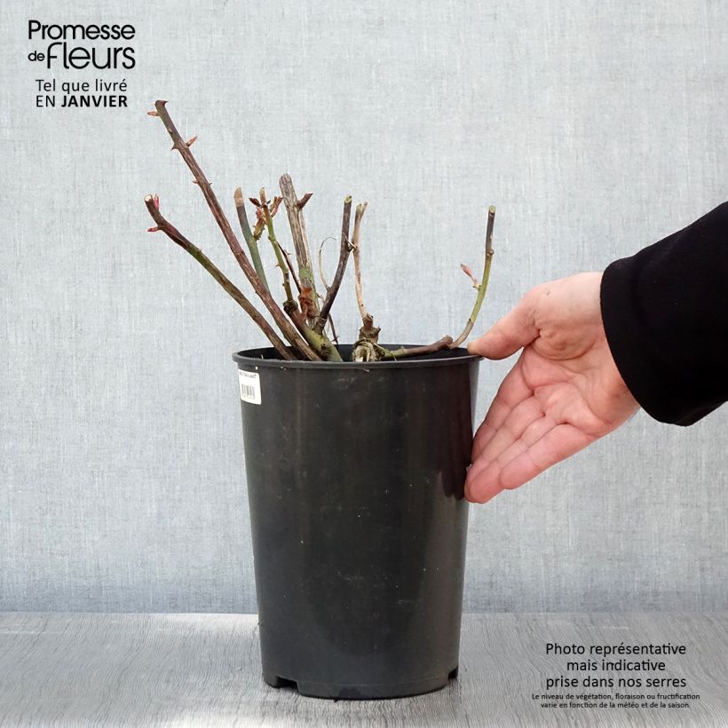 Amostra de Roseira trepadeira That's Jazz Vaso de 4 L/5 L tal como entregue no inverno