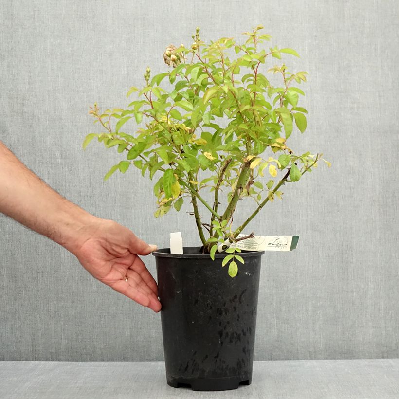 Amostra de Rosa moschata Trier Vaso de 4 L/5 L tal como entregue no verão