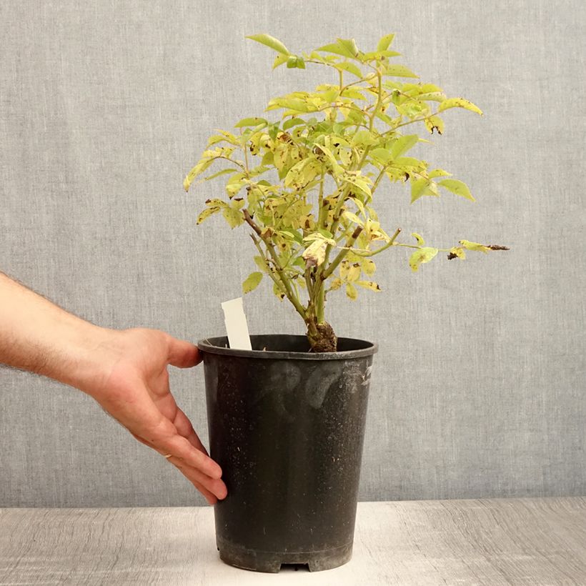 Amostra de Roseira trepadeira Veilchenblau Vaso de 4 L/5 L tal como entregue no verão