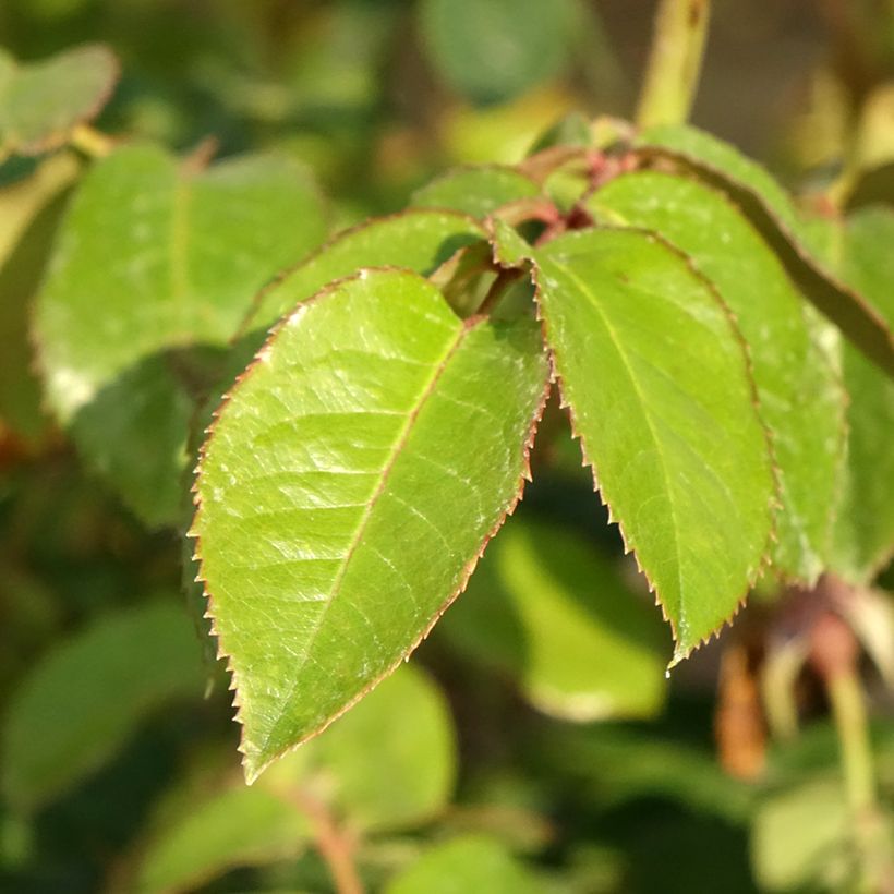 Roseira trepadeira Vihaïpi (Folhagem)
