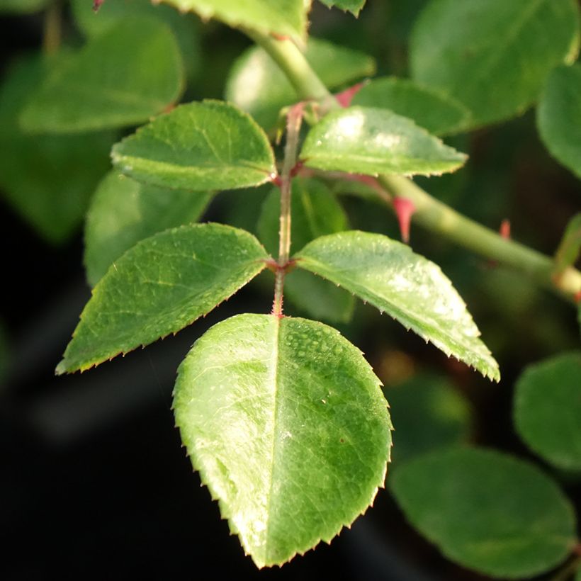 Roseira trepadeira White New Dawn (Folhagem)