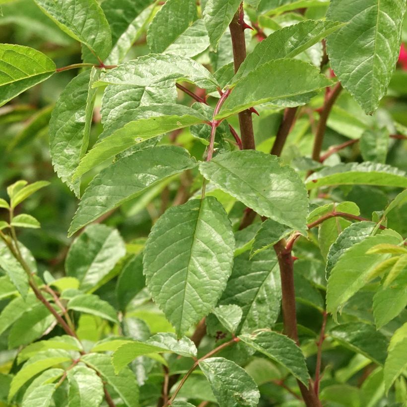 Roseira trepadeira Wilderode (Folhagem)