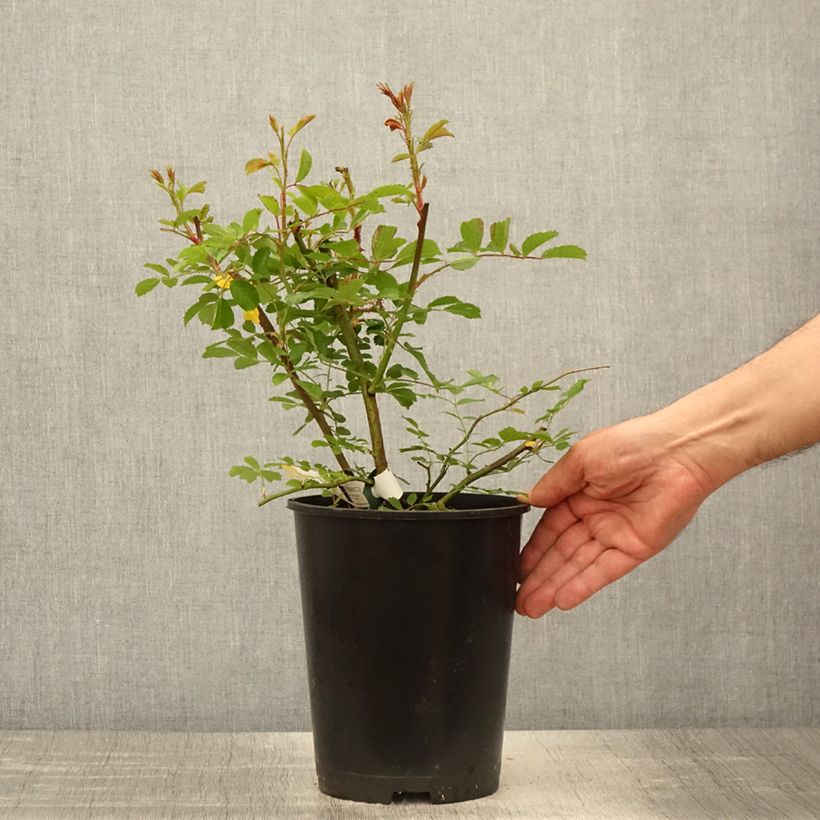 Amostra de Roseira trepadeira Wilderode Vaso de 4 L/5 L tal como entregue na primavera