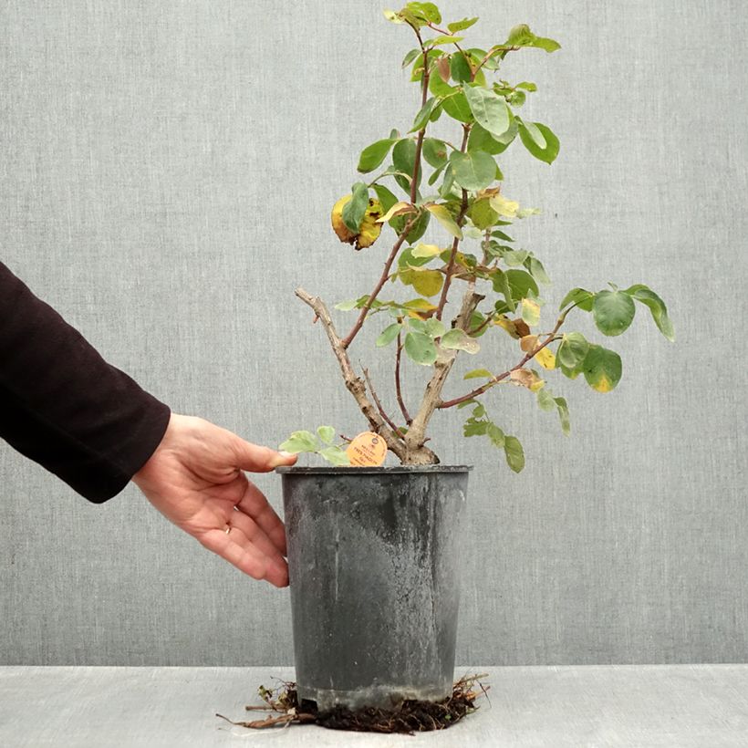 Amostra de Rosier grimpant Yves Piaget Pot de 4L/5L tal como entregue no outono