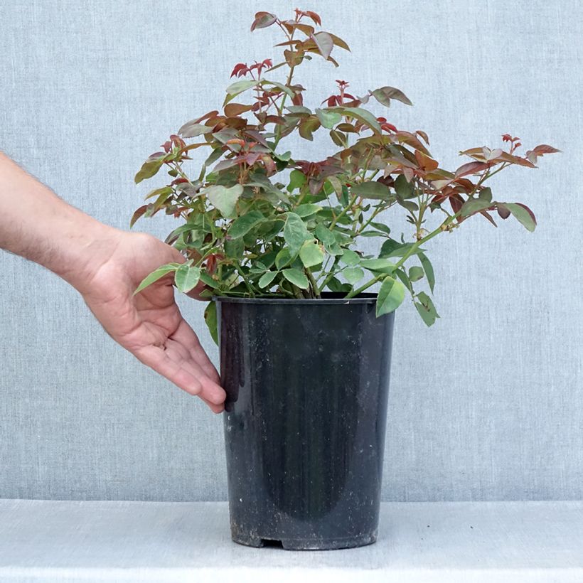 Amostra de Roseira trepadeira Zéphirine Drouhin Vaso de 4 L/5 L tal como entregue no verão