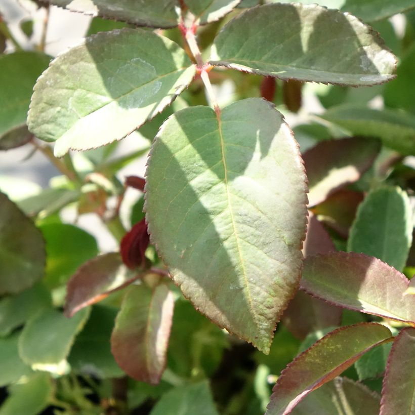 Roseira trepadeira Zéphirine Drouhin (Folhagem)
