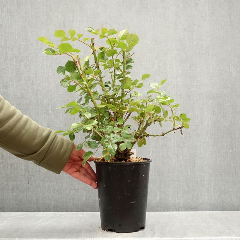 Amostra de Roseira trepadeira Zephyr Vaso de 4 L/5 L tal como entregue na primavera